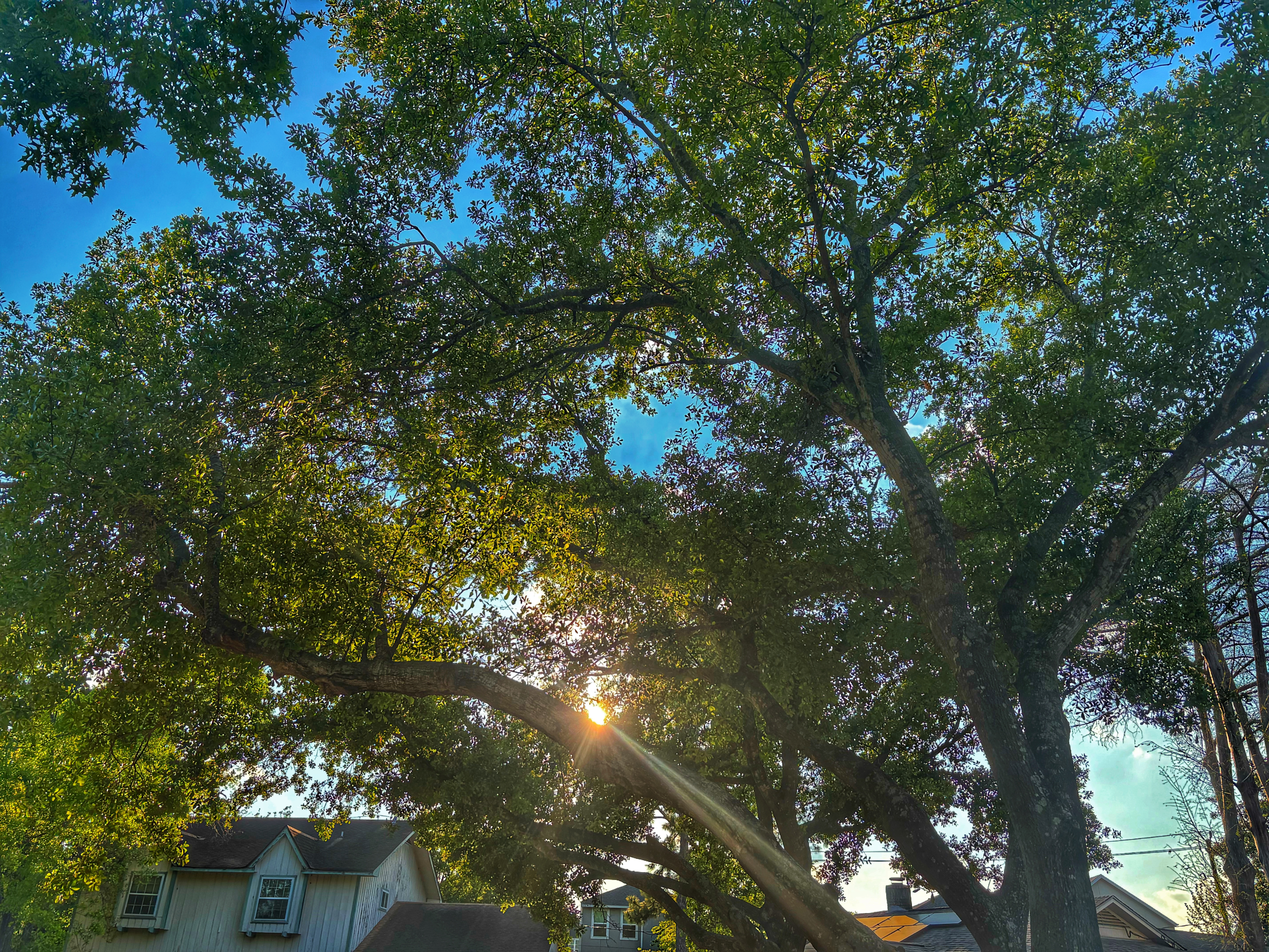 Sunlight