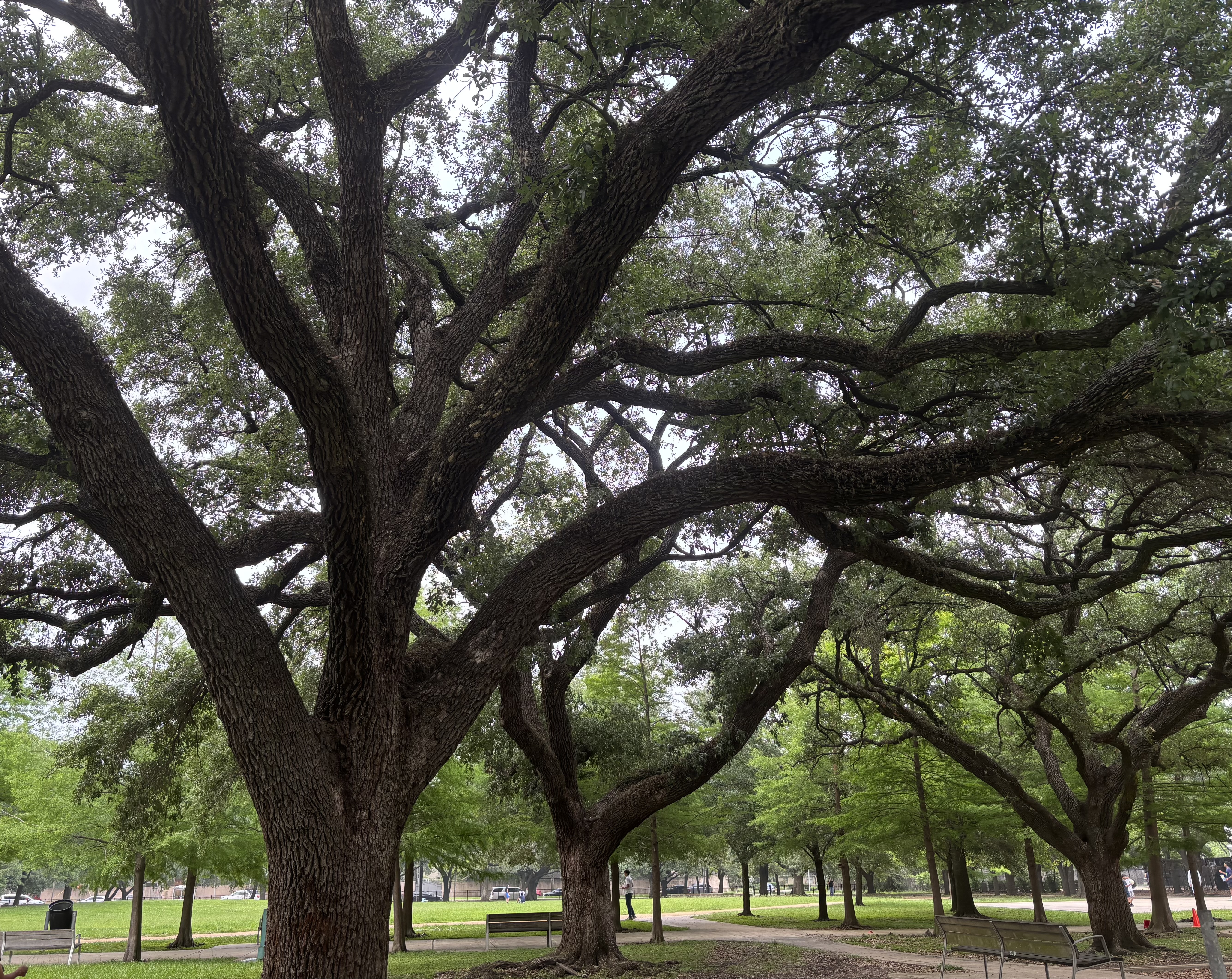 Park