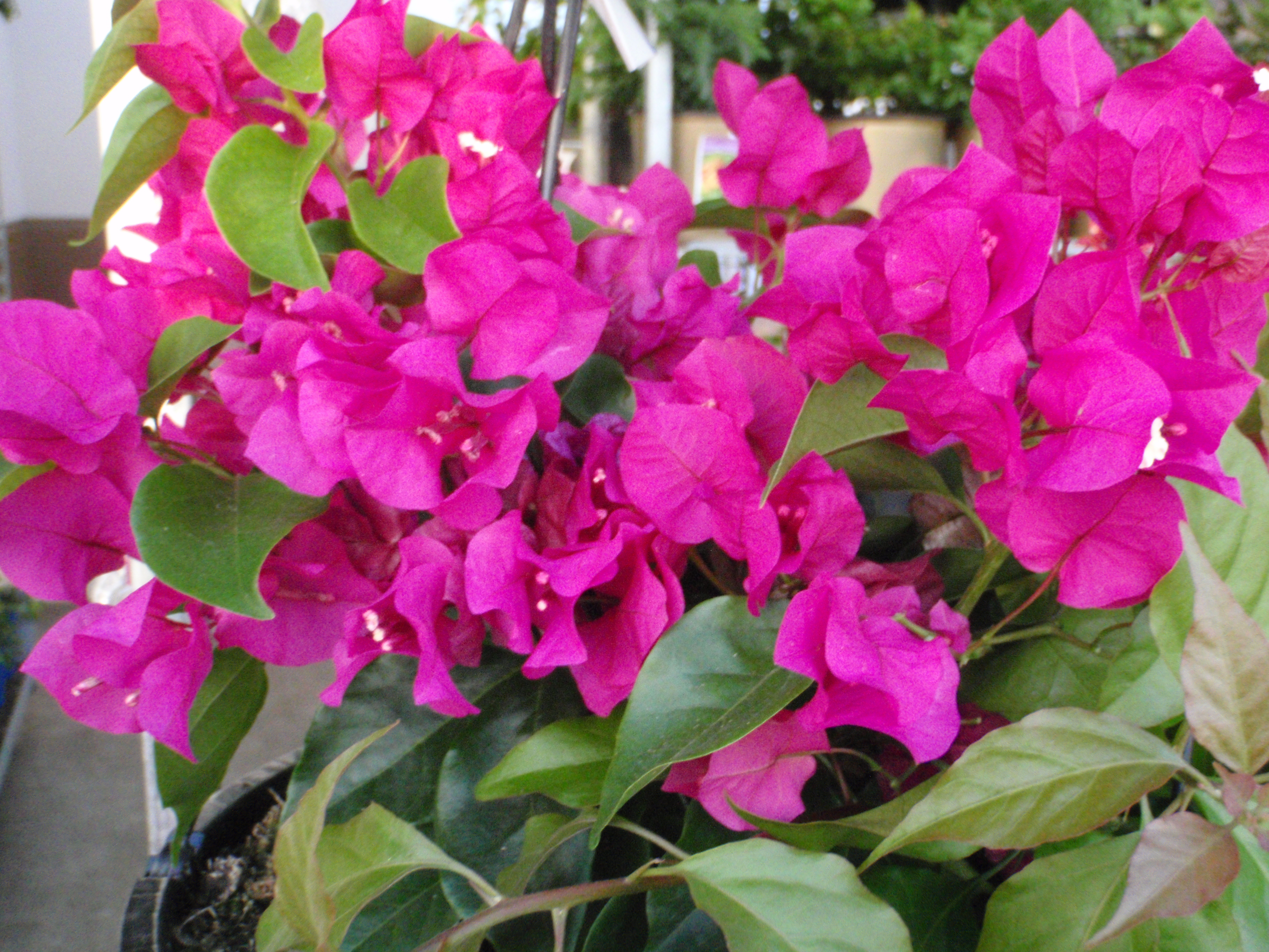 Bougainvillea